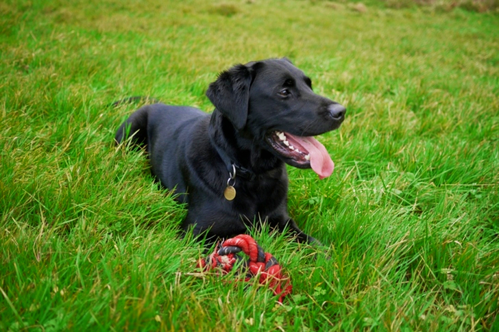 Adult Black Labrador Retriever Sitting on Green Grass Field