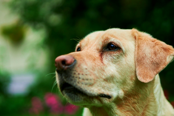 Adult Labrador Retriever