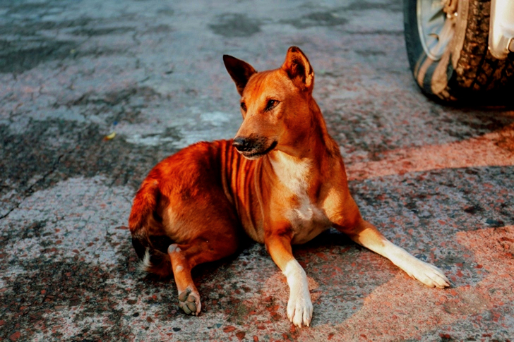 Foto Di Cane Marrone Seduto Per Terra