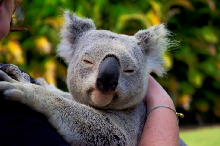 Close-up of an Adorable Koala Bear