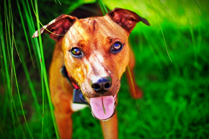 Short-Coated Brown Dog