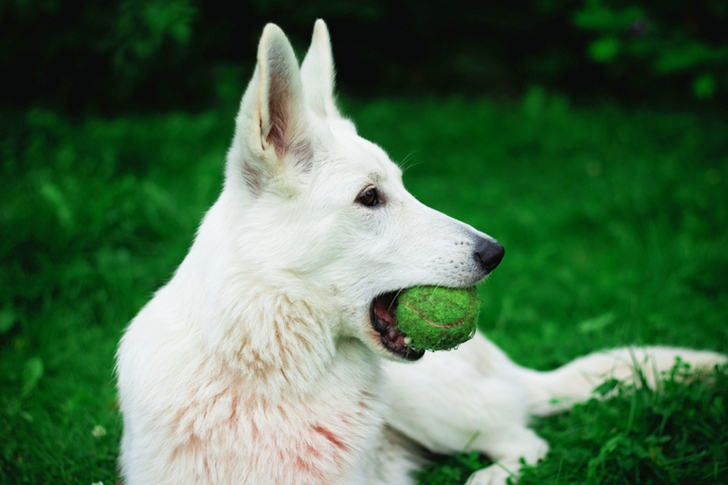 a Dog Biting Green Tennis Ball