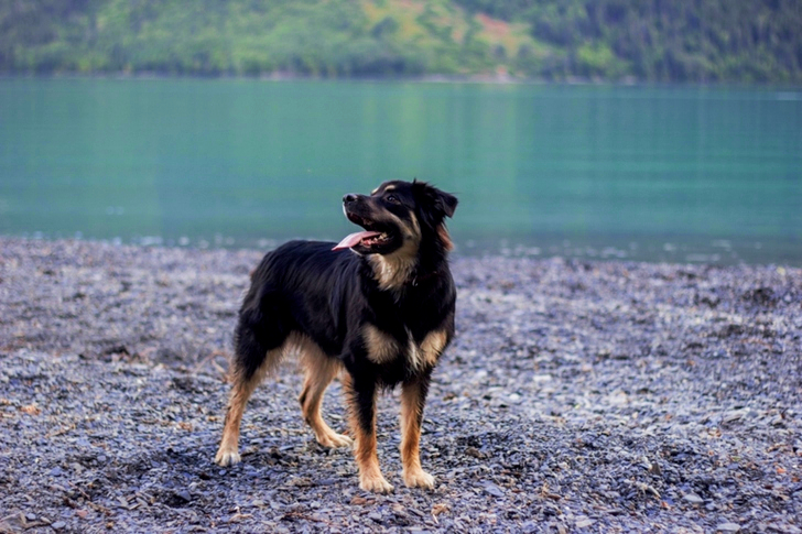 사랑스러운 강아지