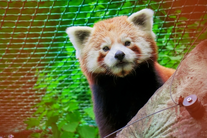 دب الباندا الأحمر خلف الشجرة