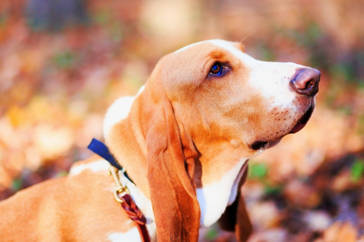 Selective Focus of Short-coated Tan Dog