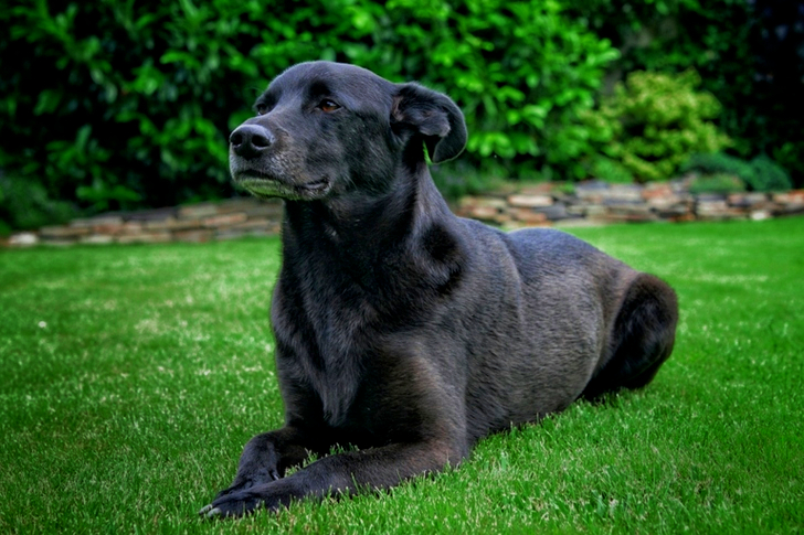 사랑스러운 강아지