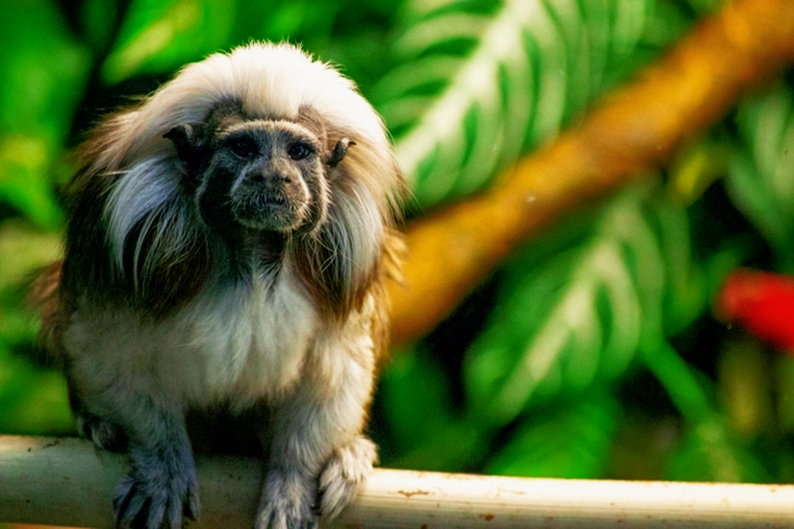 Enfoque superficial del mono blanco