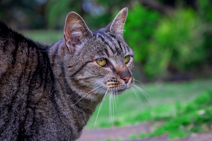 Lähikuva harmaasta kissasta