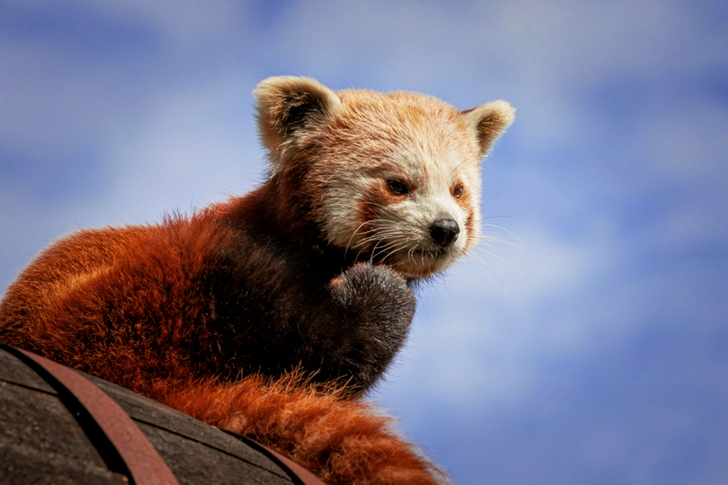 Close-Up of Red Panda