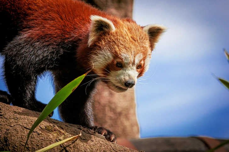 Close-Up of Red Panda