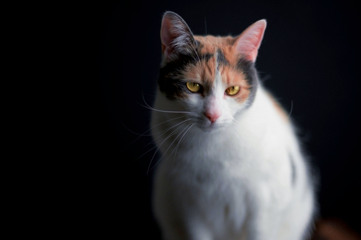 Stock gratuit de #interior, adorable, amant del gat, amic felí, animal, animal domèstic, bell pelatge, bigotis, bigotis de gats, bufó, calic, cara de gat, casa gat, comportament animal, confort, cura de mascotes, curiositat, desenfocament, domèstic, estudi,