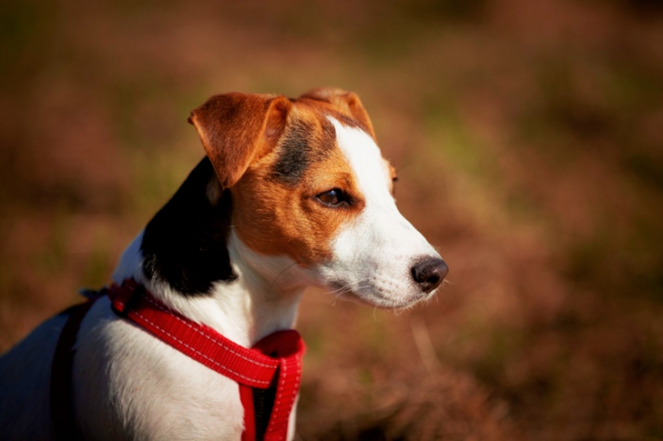 Short-coated Brown, White, and Black Dog Wearing Red Harness