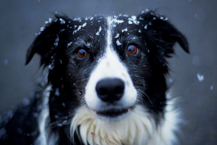 Selective Focus of Adult Black and White Border Collie