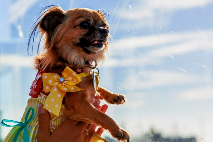 Person Holding Adult Brown Chihuahua