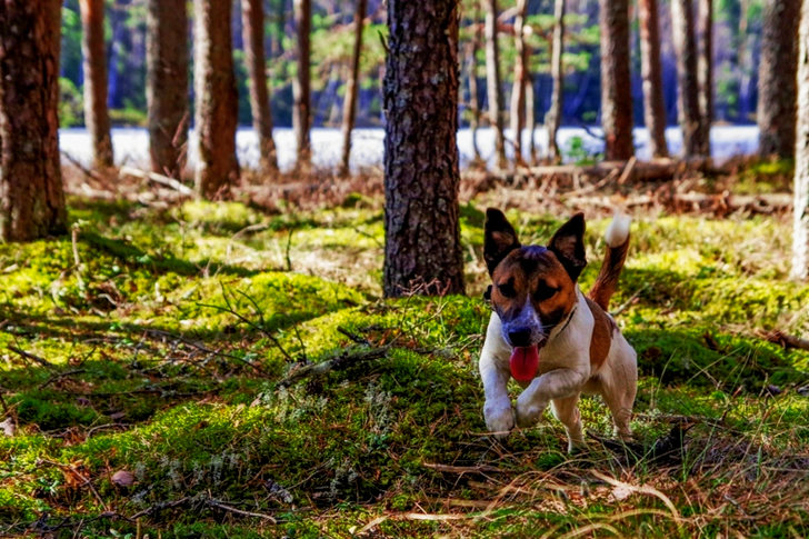 Adult Jack Russell Terrier Running on the Green Grass Field
