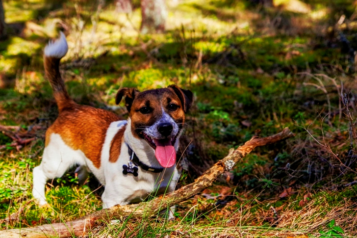 Adult Jack Russell Terrier