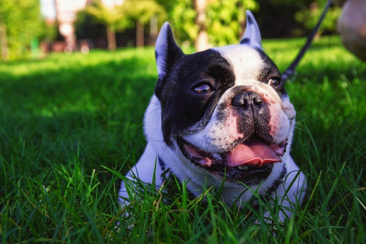 Short Coated White Dog Lying on Grass Field