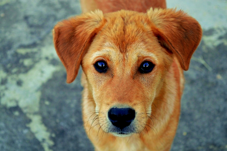 Short-coated Tan Dog