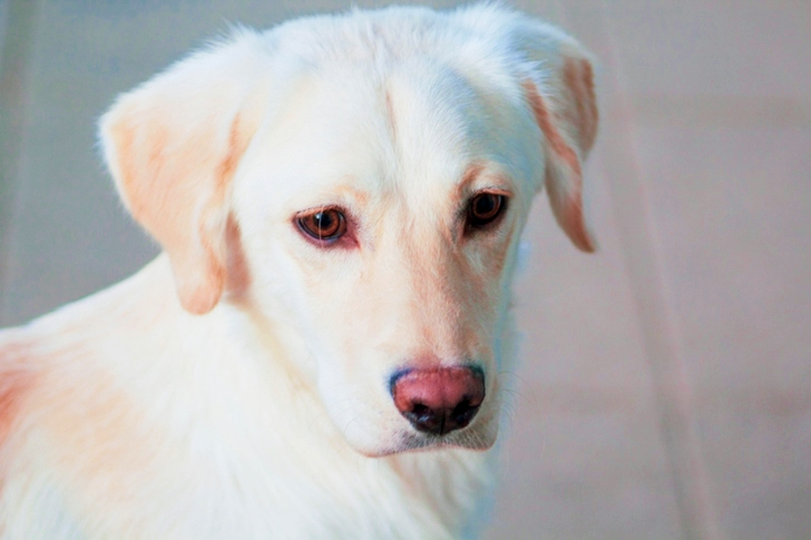 Dog Looking Downward