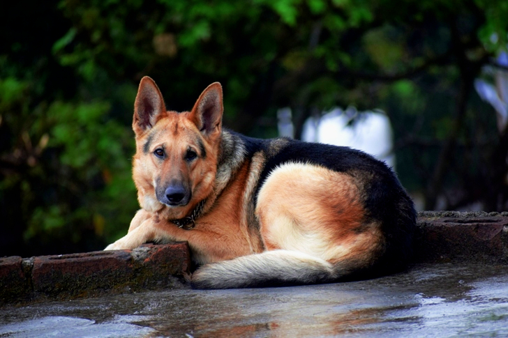 Aikuinen musta-ruskea saksanpaimenkoira makaa lattialla