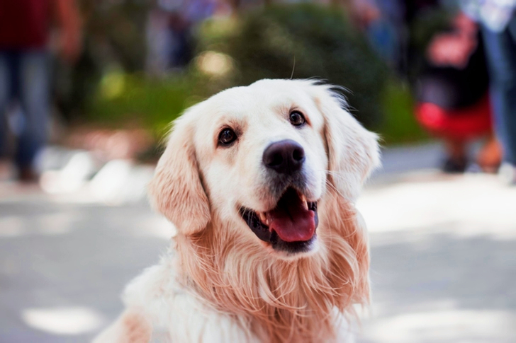 Adult Golden Retriever Close-up