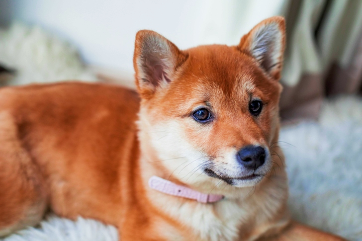 Tan and White Short Coated Puppy