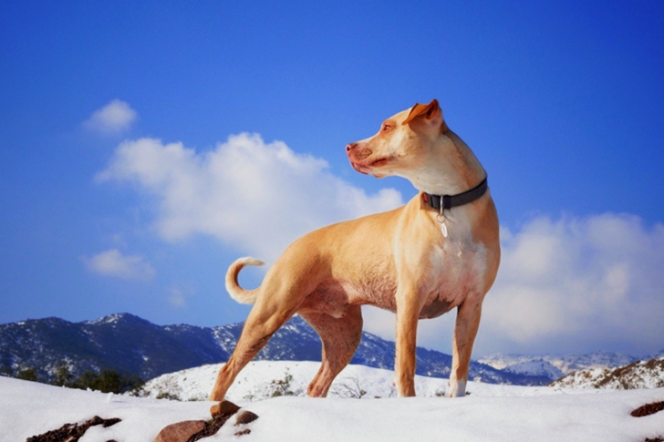 Dog on Snow Field