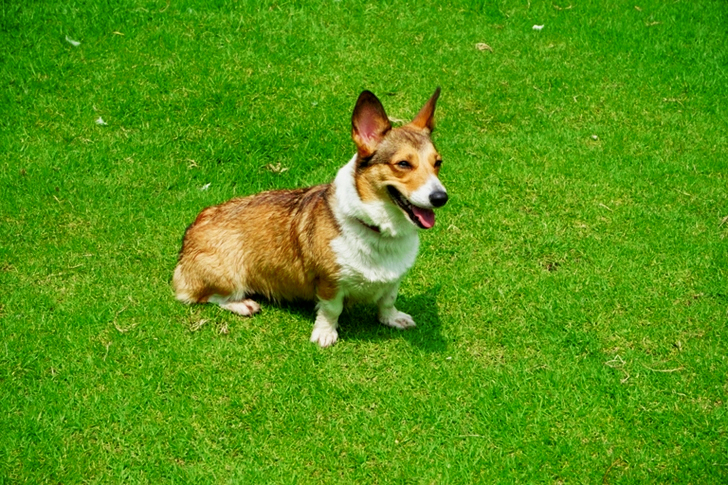 of an Adult Brown and White Corgi