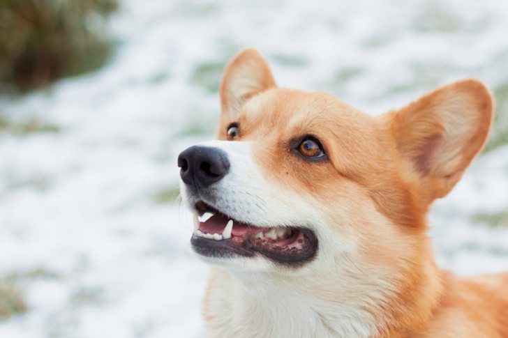 Beige and White Wolf