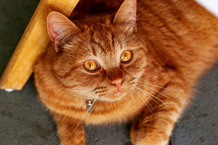 Close-up of Brown Tabby Cat Looking up