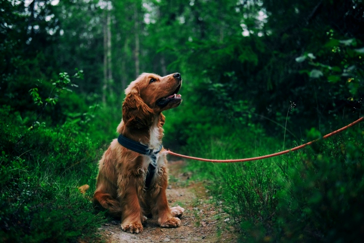 English Cocker Spaniel Puppy Sitting On Ground Beside Grass