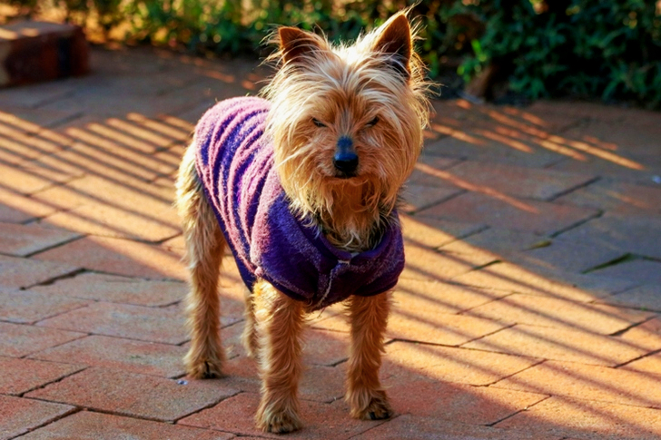 Australian Terrier Wearing Purple Vest
