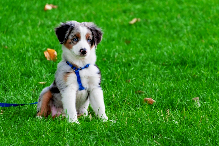Puppy On Grass Field