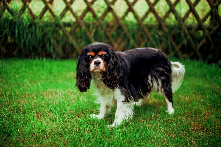 Cavalier King Charles Spaniel on a Grassy Field