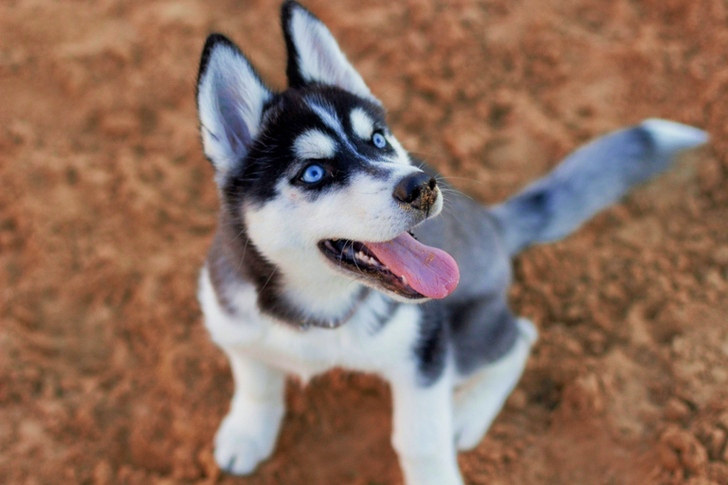 Siberian Husky Puppy
