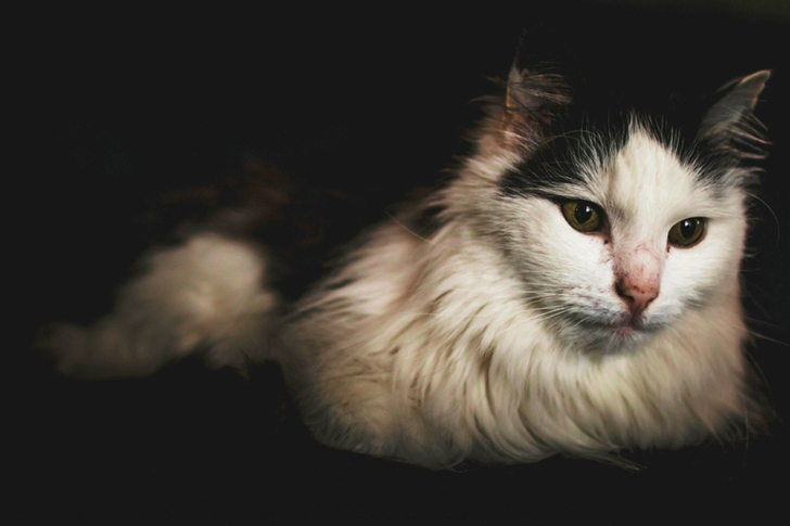 Long-fur White and Black Cat