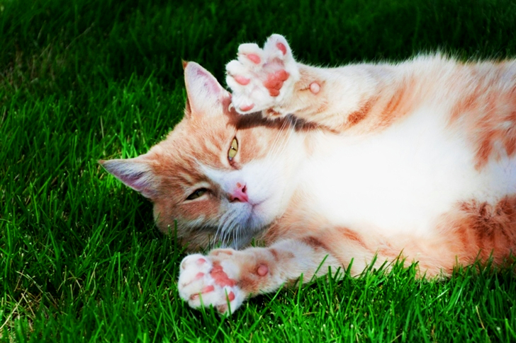 Orange Tabby Cat Lying on Grass