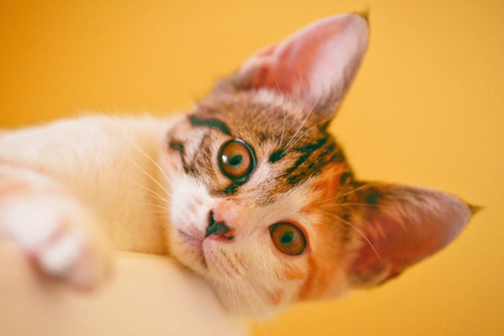 Focus of Short-fur White, Black, and Orange Cat