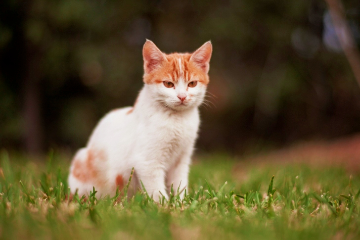 White and Brown Cat on Green Grass Field