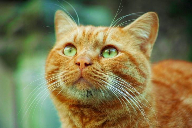 Selective Focus Orange Tabby Cat Looking Up