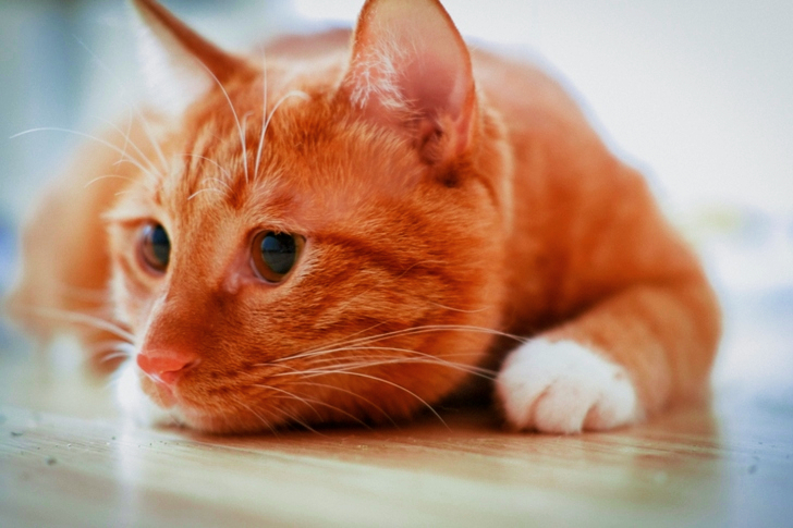 Orange Tabby Cat Lying on Floor