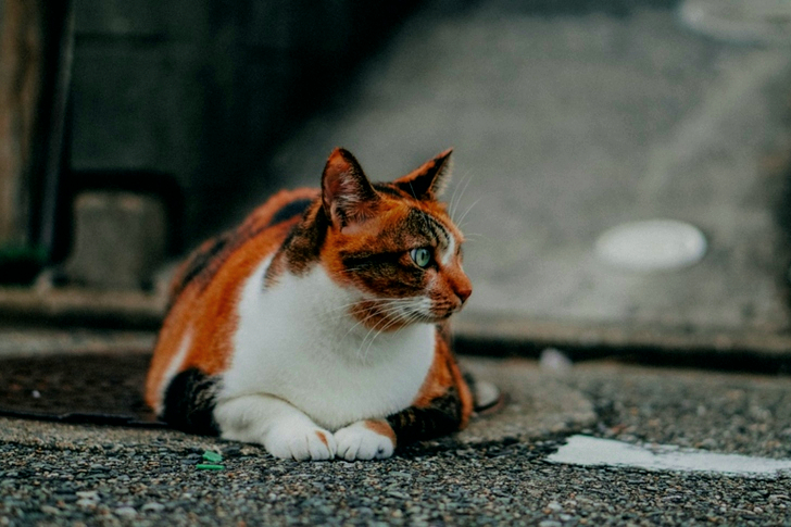 Cat Laying On The Ground
