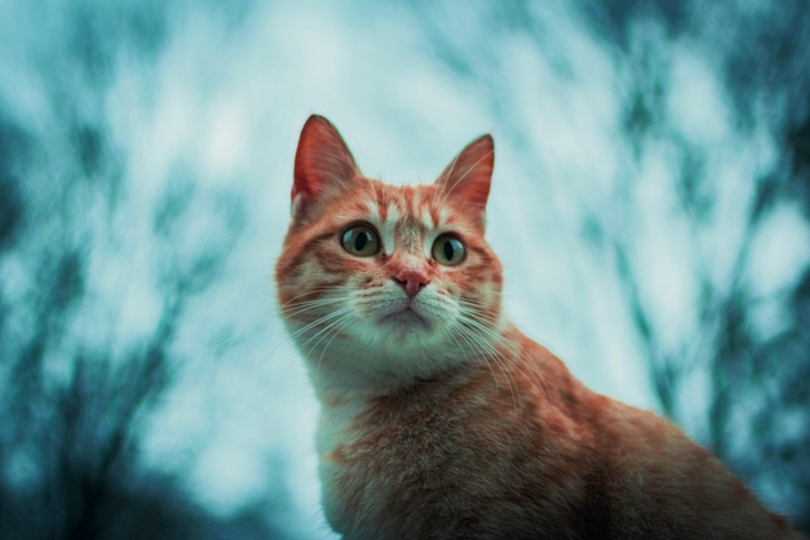 Selective Focus Of Orange Tabby Cat