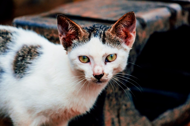 Short-fur White and Gray Cat