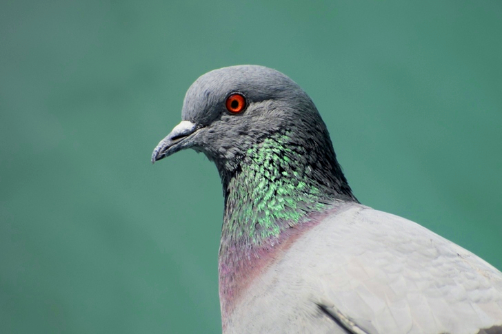 クローズアップの灰色の鳩