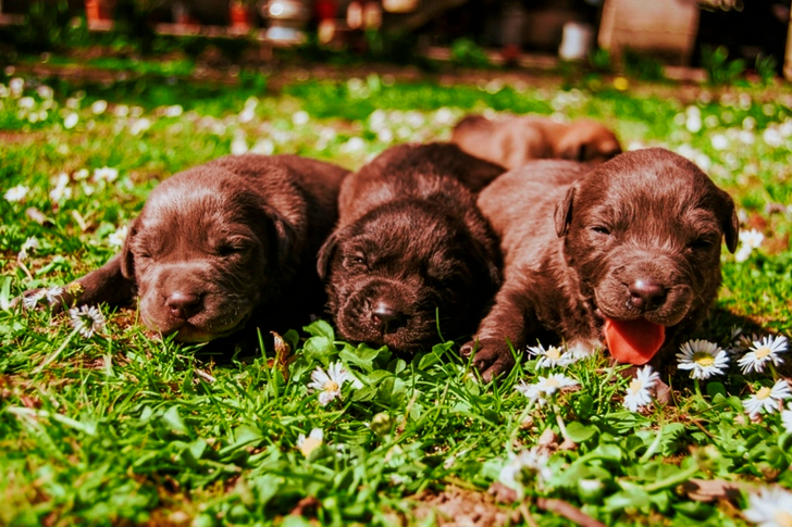 Three Brown Coated Puppies
