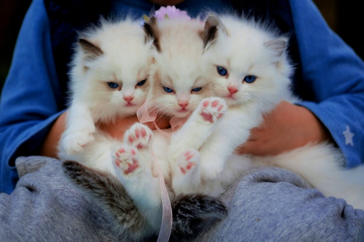 Close-Up of a Hand Holding Three White Kittens