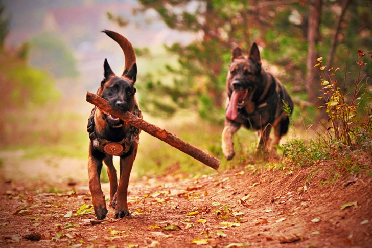 Two Adult Black-and-tan German Shepherds Running on Ground
