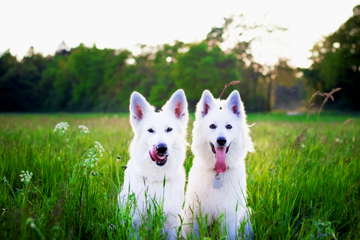 Two White Dogs On Field