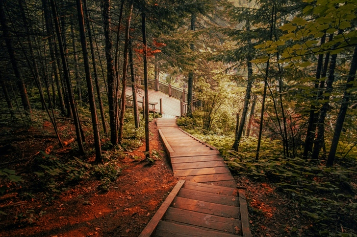 Wooden Stairs in Forest